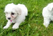 Maltese Puppys