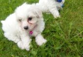 Maltese Puppys