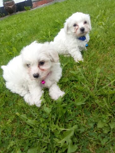 Maltese Puppys
