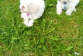 Maltese Puppys