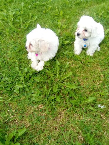 Maltese Puppys