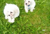 Maltese Puppys