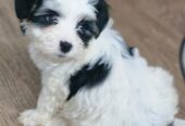 Cute Maltese pups