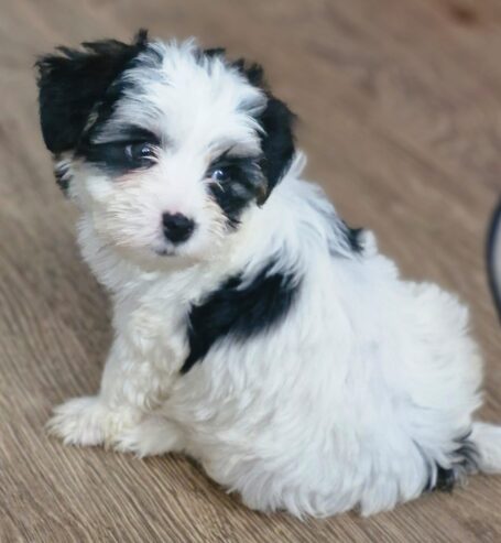 Cute Maltese pups