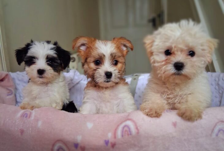 Cute Maltese pups