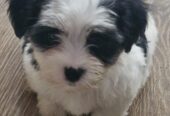 Cute Maltese pups