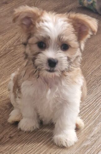 Cute Maltese pups