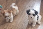 Cute Maltese pups