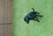 Black Labrador 11 month old
