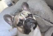 FRENCH BULLDOG FOR SALE