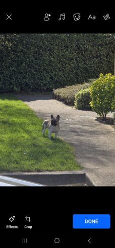 FRENCH BULLDOG FOR SALE