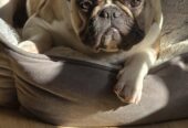 FRENCH BULLDOG FOR SALE