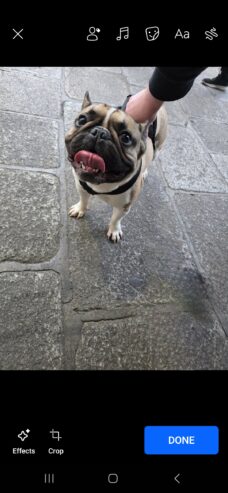 FRENCH BULLDOG FOR SALE