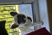 FRENCH BULLDOG FOR SALE