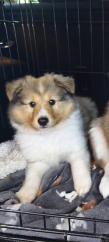 IkC registered Shelties for sale