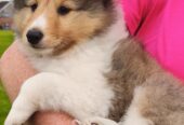 IkC registered Shelties for sale