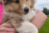 IkC registered Shelties for sale