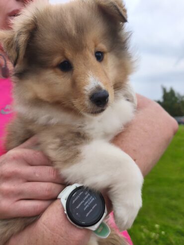 IkC registered Shelties for sale