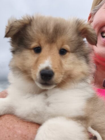 IkC registered Shelties for sale