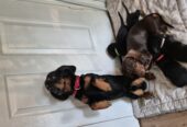 Miniature Daschunds