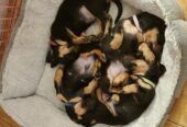 Miniature Daschunds