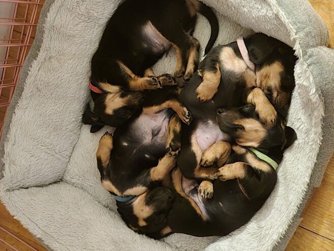 Miniature Daschunds