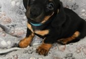 Miniature Daschunds