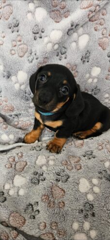 Miniature Daschunds