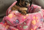 Miniature Daschunds