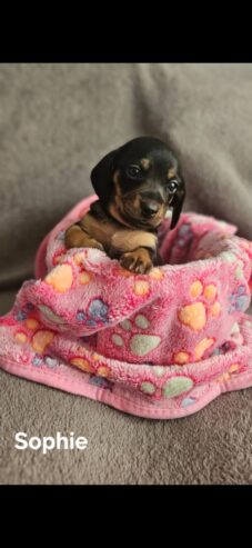 Miniature Daschunds