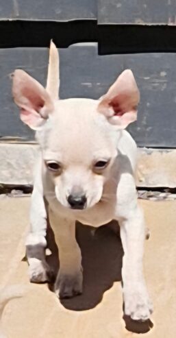 Adorable chihuahua