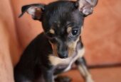 Adorable chihuahua