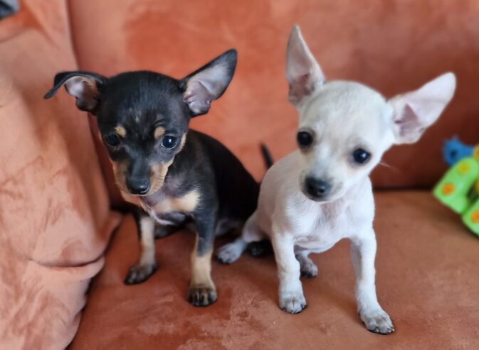 Adorable chihuahua