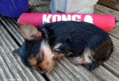 Adorable Miniature Yorkshire Terrier puppies available