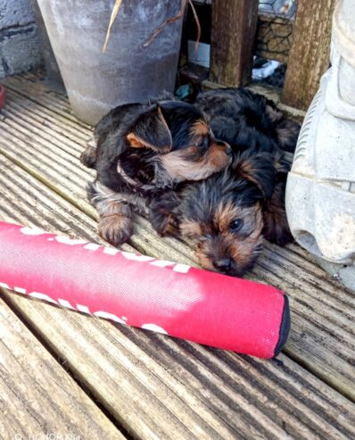 Adorable Miniature Yorkshire Terrier puppies available