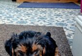 Adorable Miniature Yorkshire Terrier puppies available