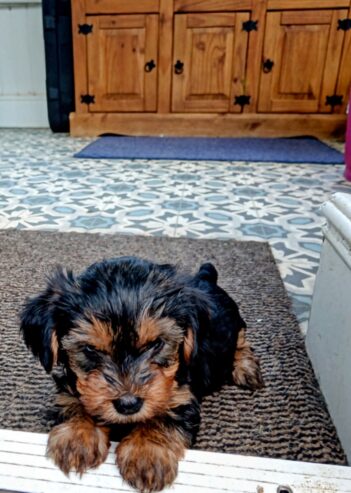 Adorable Miniature Yorkshire Terrier puppies available