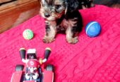Adorable Miniature Yorkshire Terrier puppies available