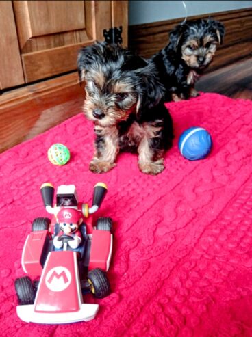 Adorable Miniature Yorkshire Terrier puppies available