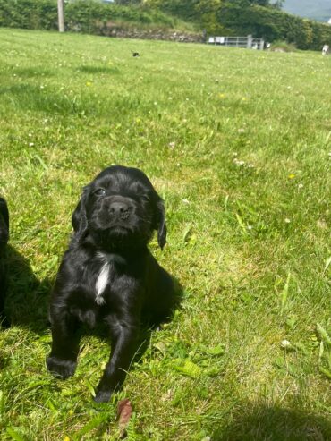 Sprocker Spaniel x Red setter