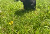 Sprocker Spaniel x Red setter