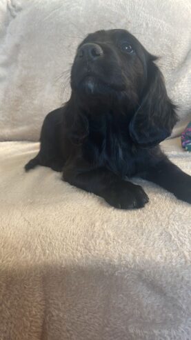 Sprocker Spaniel x Red setter