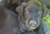 Sprocker Spaniel x Red setter