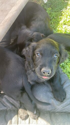 Sprocker Spaniel x Red setter