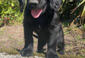 Sprocker Spaniel x Red setter