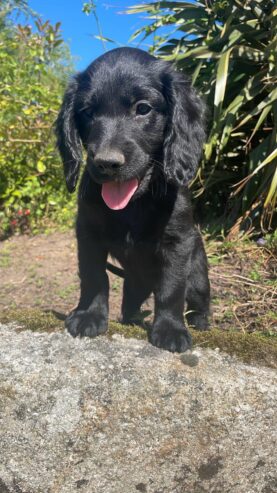 Sprocker Spaniel x Red setter