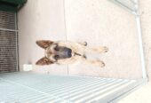 German shepard male for sale