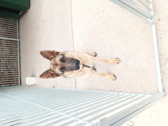 German shepard male for sale