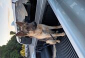 German shepard male for sale
