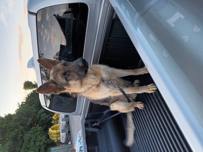 German shepard male for sale